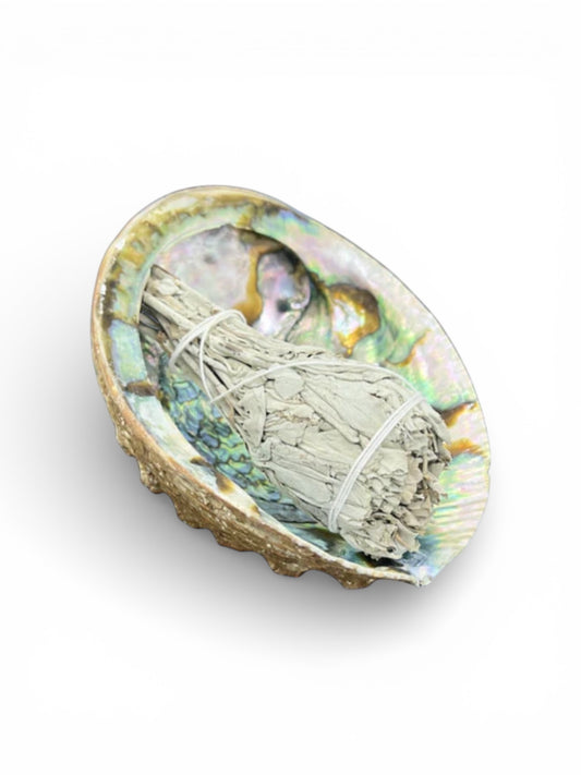 Abalone Sea Shell